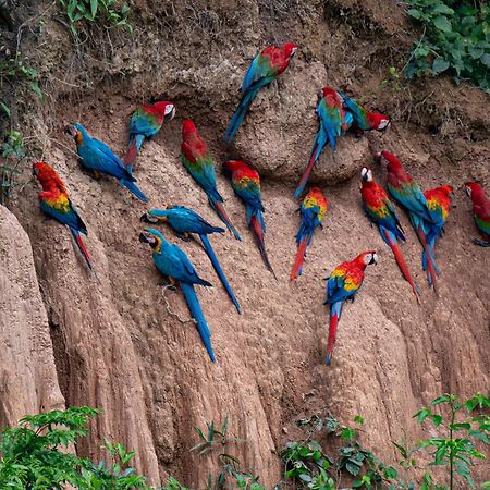 Refugio Amazonas Lodge Tambopata Kültér fotó