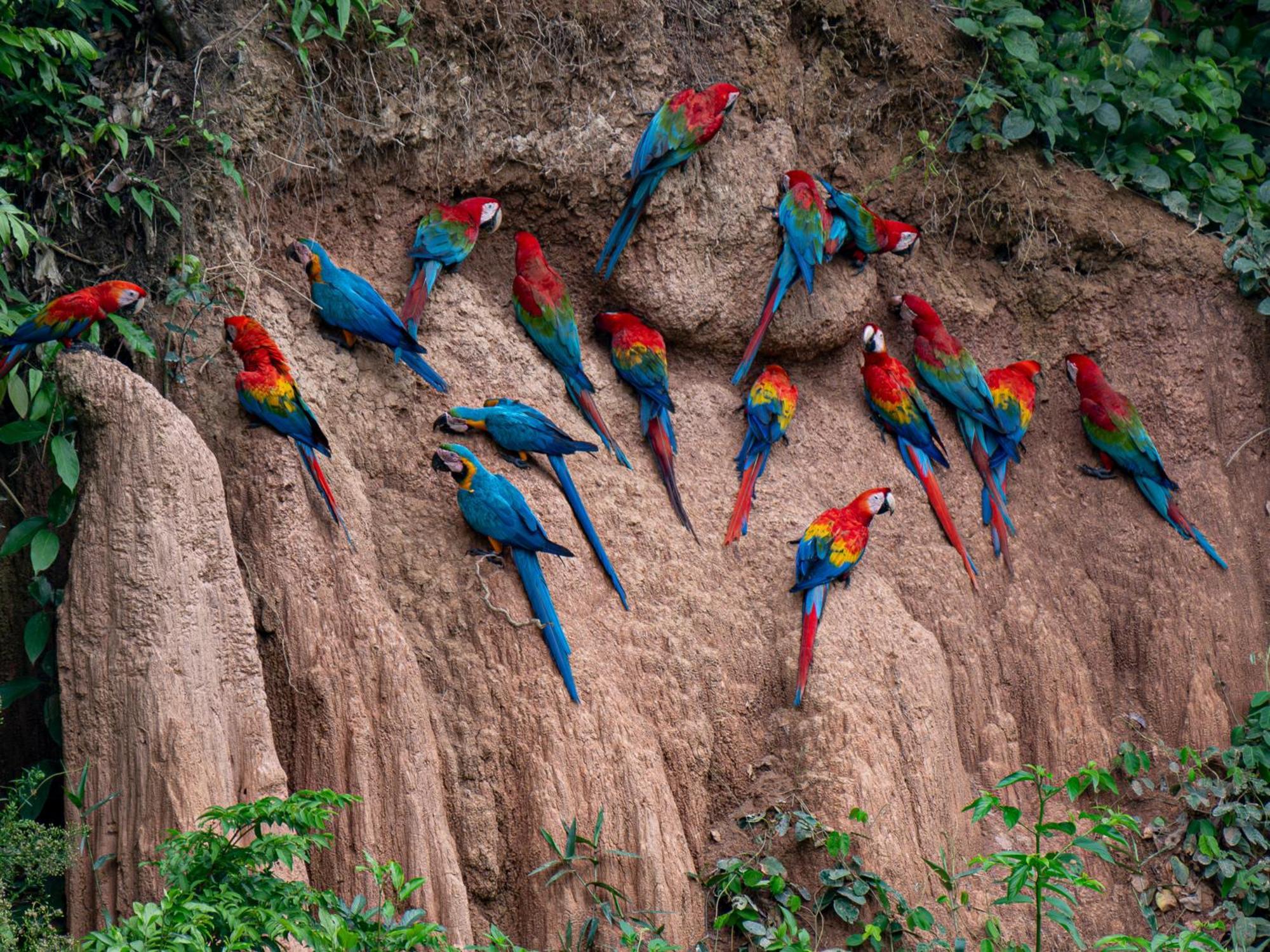 Refugio Amazonas Lodge Tambopata Kültér fotó