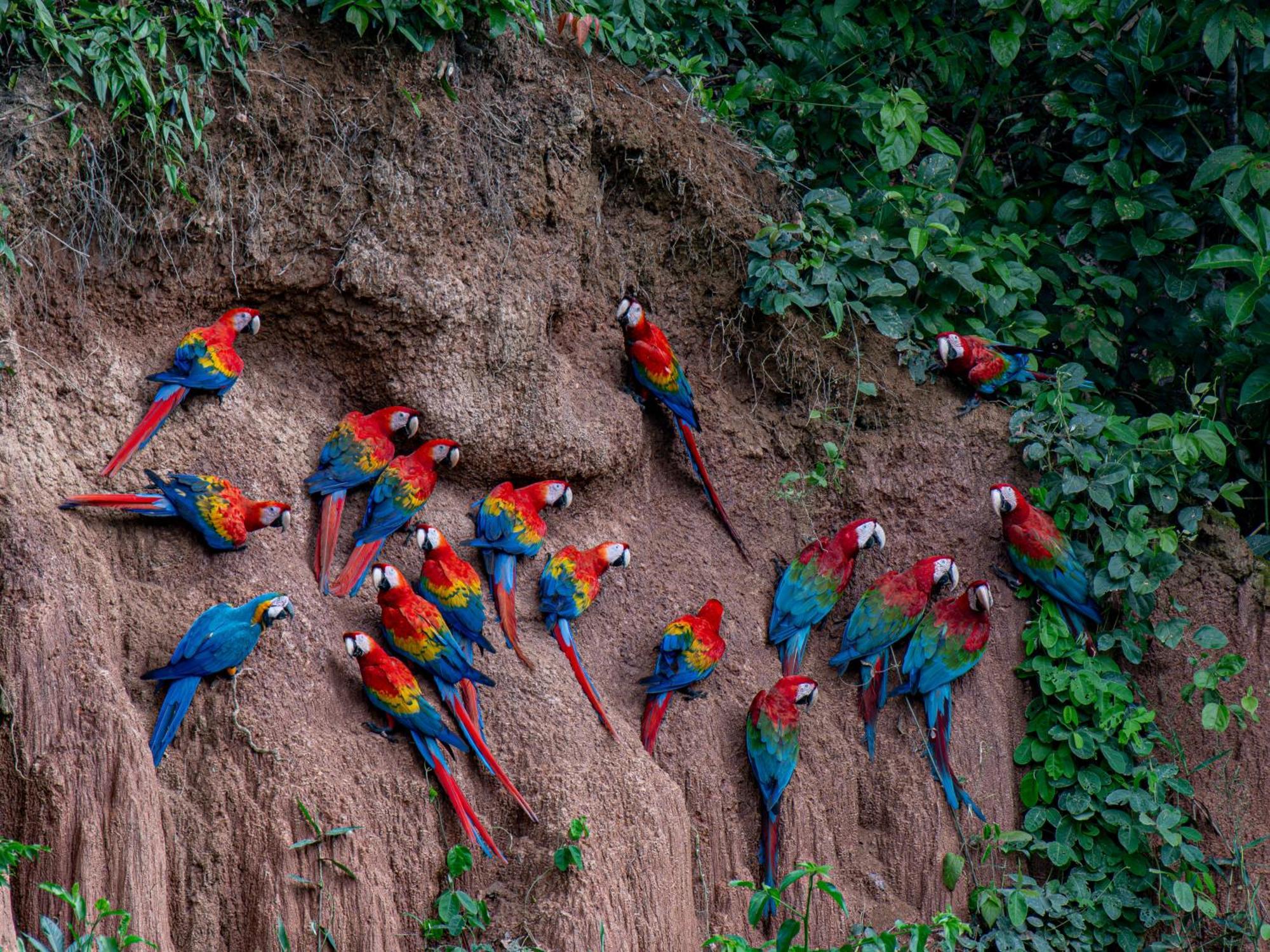 Refugio Amazonas Lodge Tambopata Kültér fotó