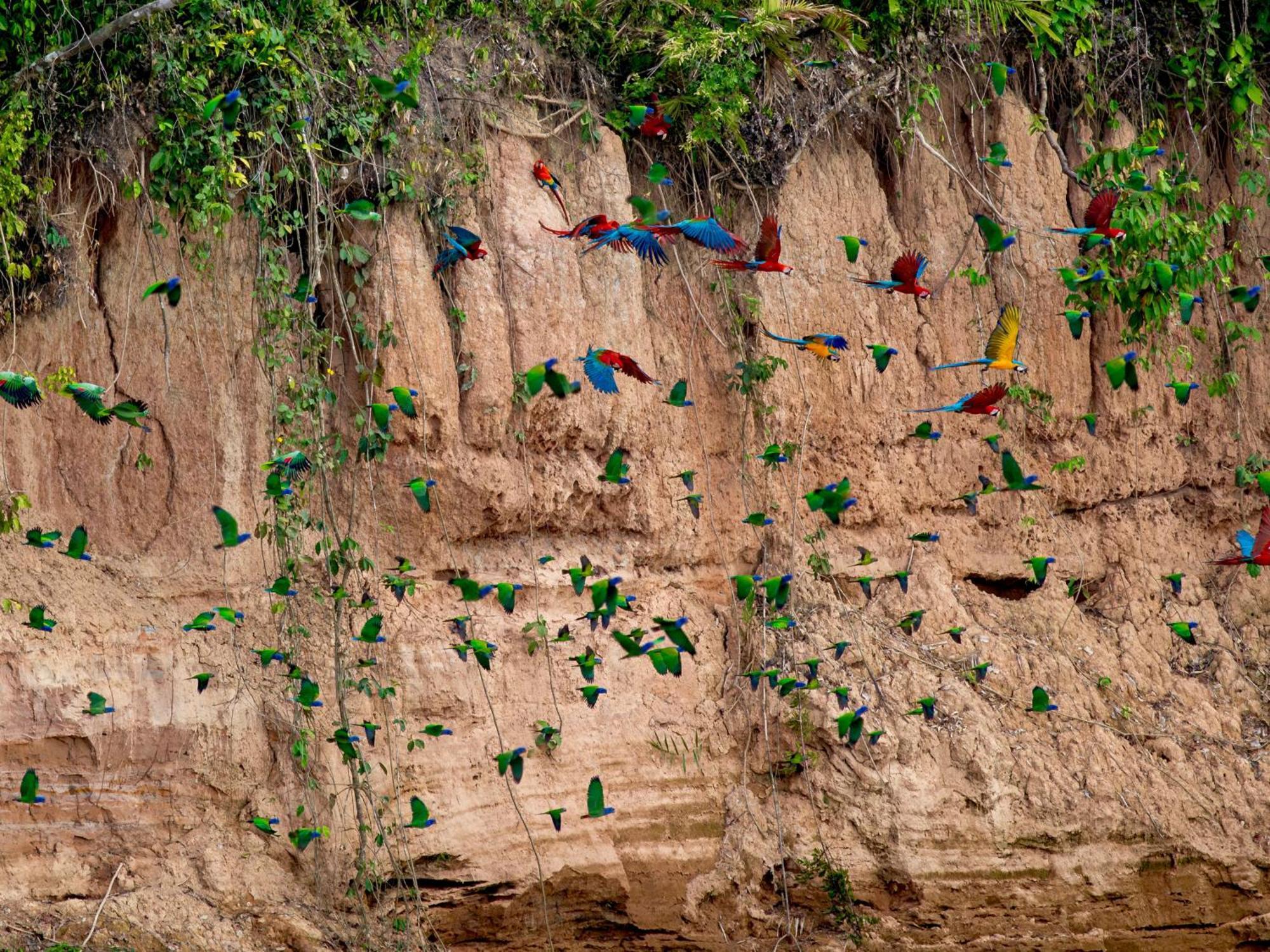 Refugio Amazonas Lodge Tambopata Kültér fotó