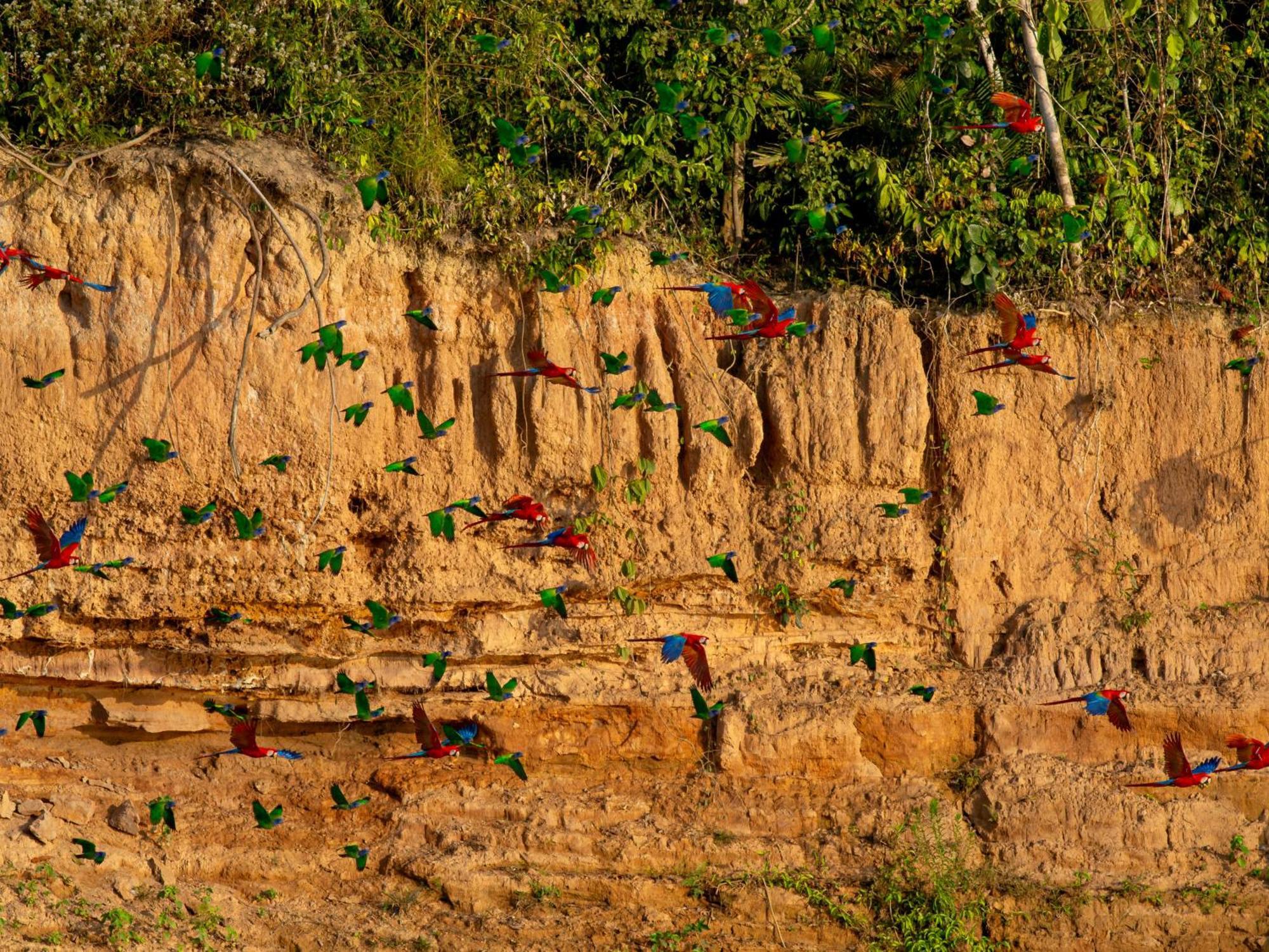 Refugio Amazonas Lodge Tambopata Kültér fotó
